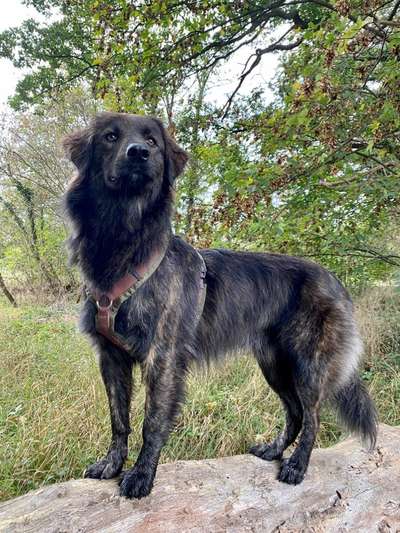 Club der Rumänen (Alle Hunde aus dem rumänischen Tierschutz, wo seid Ihr?)-Beitrag-Bild