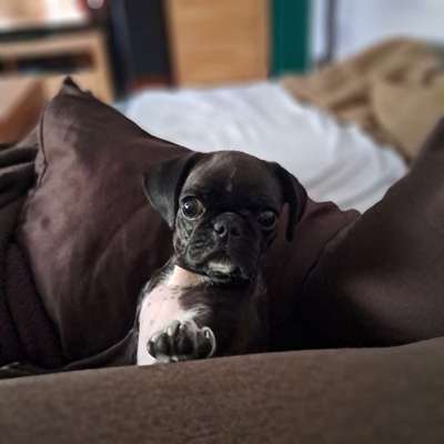 Mops mix-Beitrag-Bild