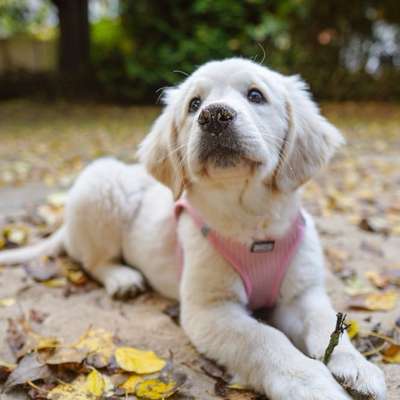 Hundetreffen-Welpentreff in Altona/Bahrenfeld-Bild