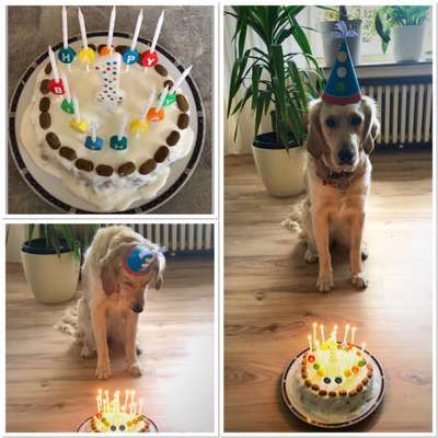 Wo sind die Golden Retriever Liebhaber?-Beitrag-Bild