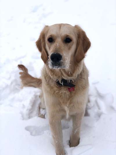 Wo sind die Golden Retriever Liebhaber?-Beitrag-Bild