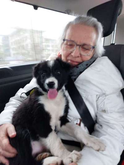 FOTOCHALLENGE 70 - Dein Hund im Auto-Beitrag-Bild