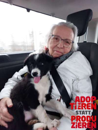 Dogorama Photo Challenge - "Adoptieren statt Produzieren" mit Gewinnspiel-Beitrag-Bild