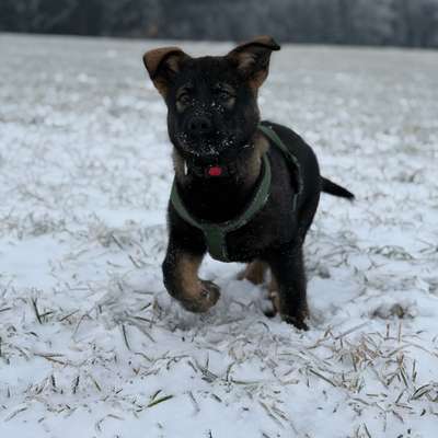 Hundetreffen-Suchen Spielbuddy-Bild