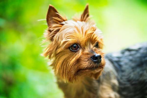 Hunde Porträt (Portrait) Galerie....-Beitrag-Bild