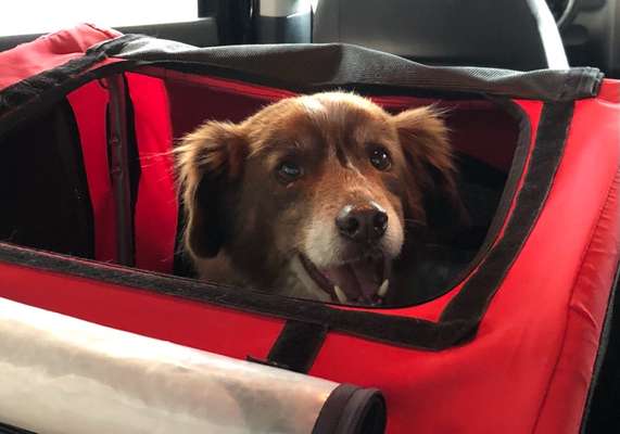 Mischlingshunde Foto Aufruf-Beitrag-Bild