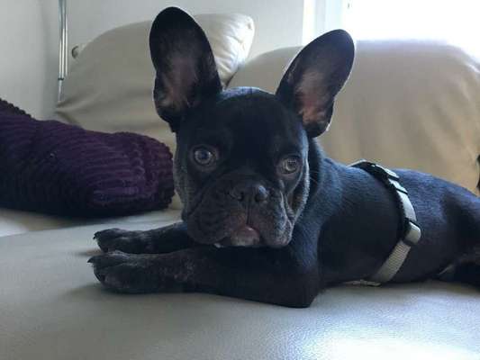 Welpen Bilder !-Beitrag-Bild