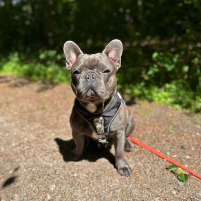 Hundetreffen-Social Walk-Bild