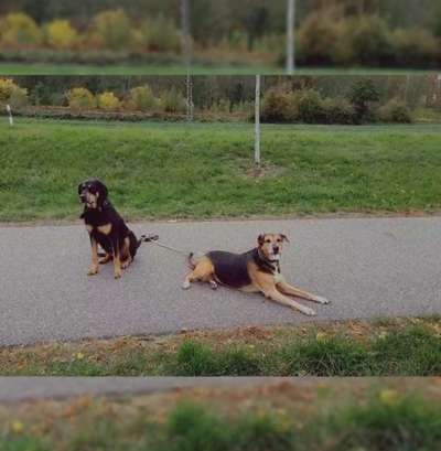 TierschutzhundeStammtisch🐕-Beitrag-Bild