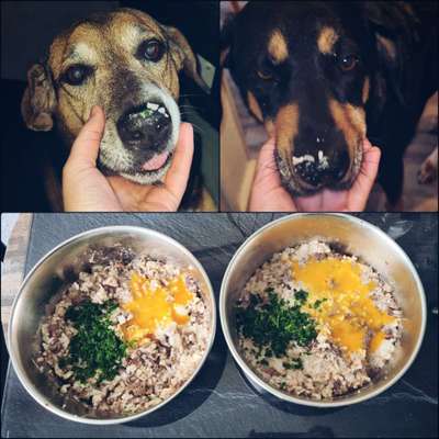 Zeigt her Eure Futternäpfe-Beitrag-Bild