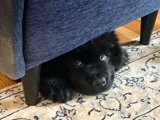 Neufundländer Freunde!-Beitrag-Bild