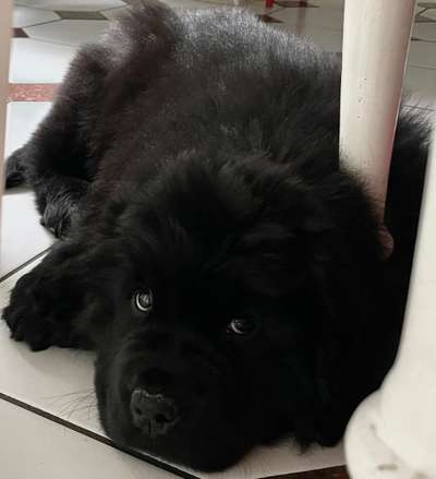 Hundetreffen-Welpentreffen für große Hunde-Bild