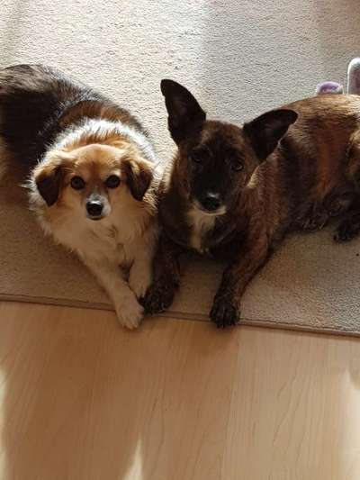 TierschutzhundeStammtisch🐕-Beitrag-Bild