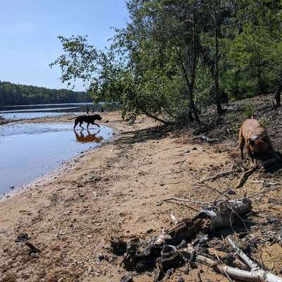 Hundetreffen-Social Walk * Training * Gassifriends-Bild