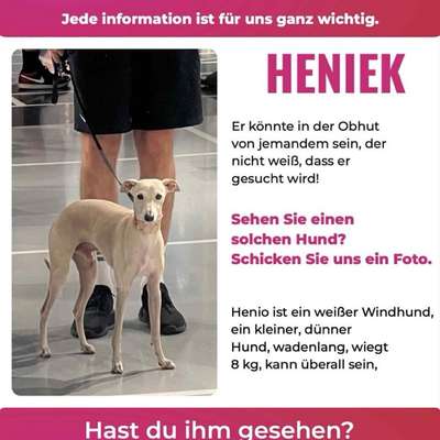 Suchmeldung-Henio - italienischer Windspiel-Bild