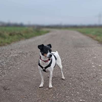 Hundetreffen-Gassi-spielrunde-Bild