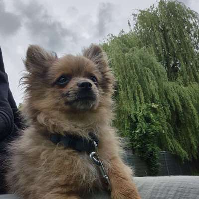 Hundetreffen-Gassirunden mit kleinen hund-Bild