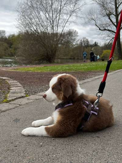 Hundeauslaufgebiet-Schwanenteich (Park/Erholungsgebiet)-Bild