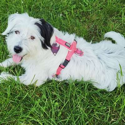 Hundetreffen-Hundefreunde gesucht-Bild