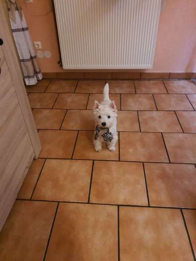 Dogorama Photo Challenge - Hundeblick zum hinschmelzen-Beitrag-Bild