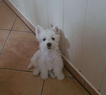 Dogorama Photo Challenge - Hundeblick zum hinschmelzen-Beitrag-Bild