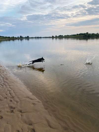 Dogorama-Monats-Challenge-Mai "Wasser"-Beitrag-Bild