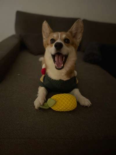 Hundetreffen-Austoben🐶😊-Bild