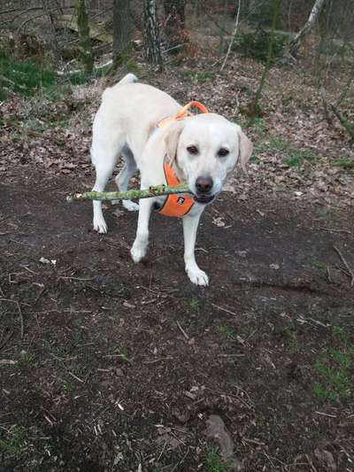 Dogorama Photo Challenge - Hundeblick zum hinschmelzen-Beitrag-Bild