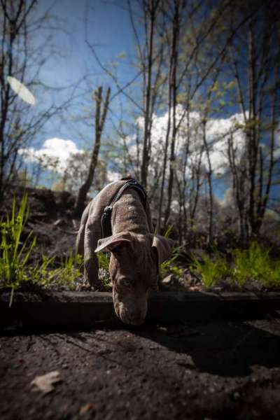 31. Collagen Challenge - Bänke/ Steine /Baumstümpfe-Beitrag-Bild