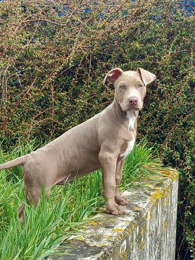 31. Collagen Challenge - Bänke/ Steine /Baumstümpfe-Beitrag-Bild