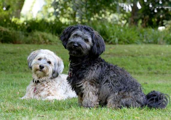 Die Dogorama Kalender Challenge Titelbild-Beitrag-Bild