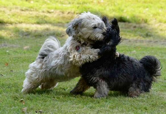 Die Dogorama Wochen Challenge-Beitrag-Bild