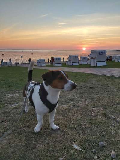 Dogorama Photo Challenge - Tierischer Urlaub-Beitrag-Bild