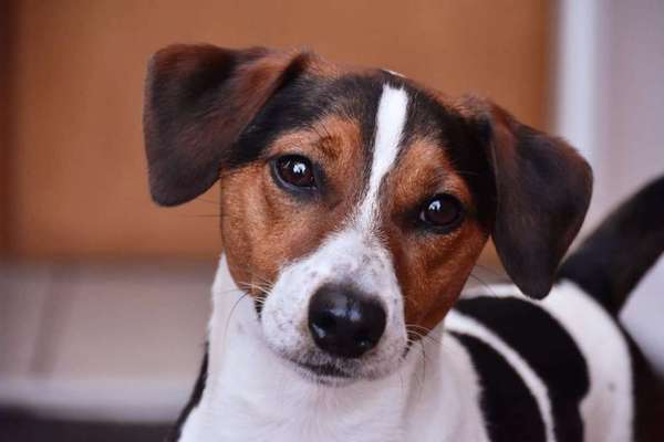 Fotochallange Nr. 57     PORTRÄT.   Beendet!!!!!!!!-Beitrag-Bild