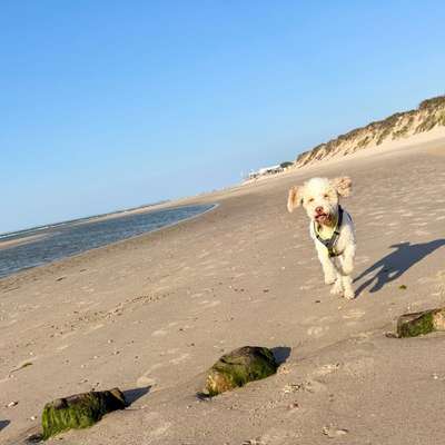 aktuelles Foto Gruppe Reisen mit Hund