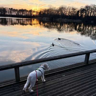 aktuelles Foto Gruppe Reisen mit Hund