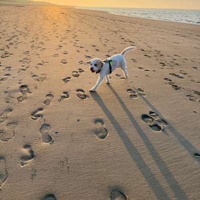 aktuelles Foto Gruppe Reisen mit Hund