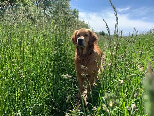 Wo sind die Golden Retriever Liebhaber?-Beitrag-Bild