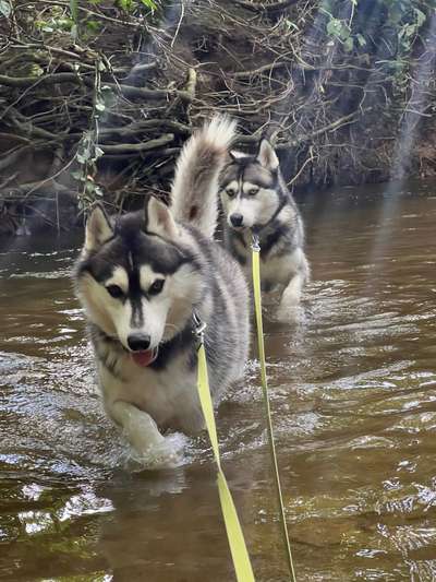 Husky-Beitrag-Bild