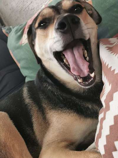 Fotochallenge Nr. 47 - Zeigt die Zähne-Beitrag-Bild