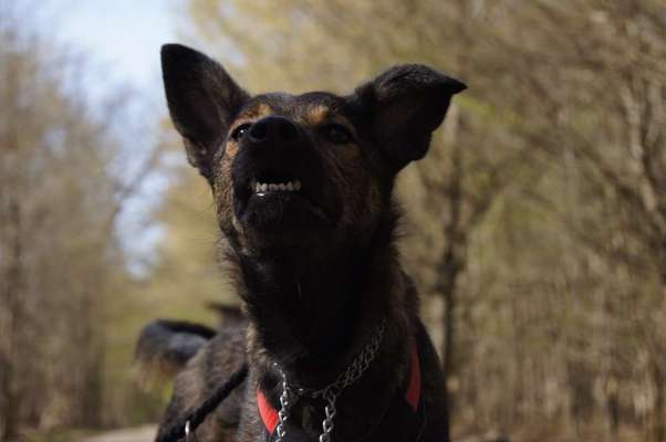 Fotochallenge Nr. 47 - Zeigt die Zähne-Beitrag-Bild