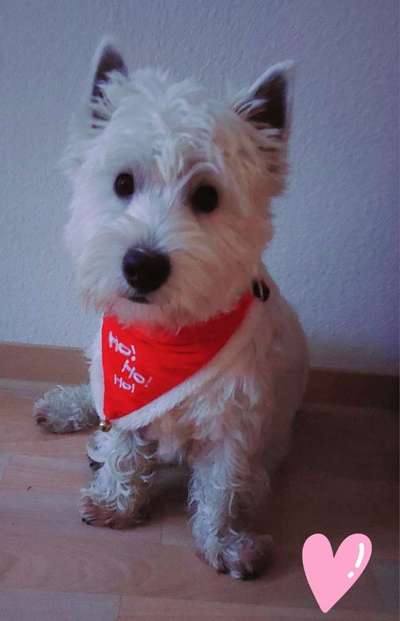 Hundetreffen-Westietreffen Raum Karlsruhe-Bild