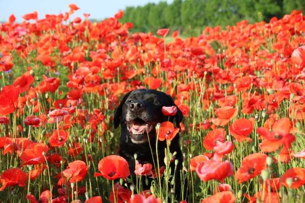 Fotochallange 63: "Dein blühendes Hündchen"-Beitrag-Bild