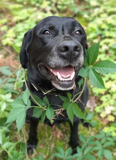 Schöne Hunde - Sprüche !-Beitrag-Bild