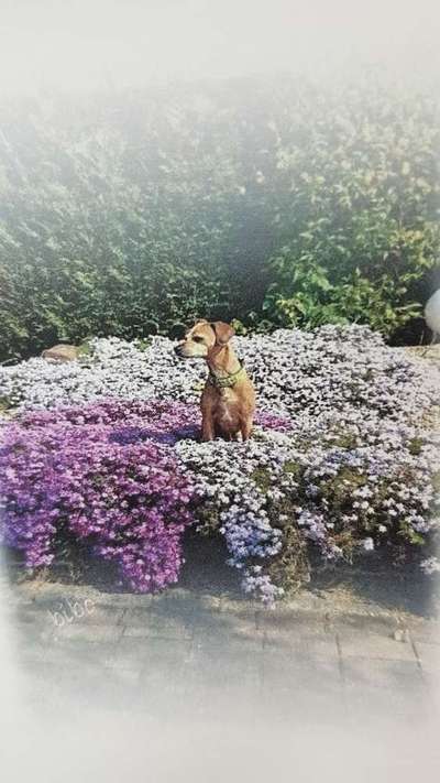 Die Dogorama Monats Challenge "Es grünt und blüht"-Beitrag-Bild