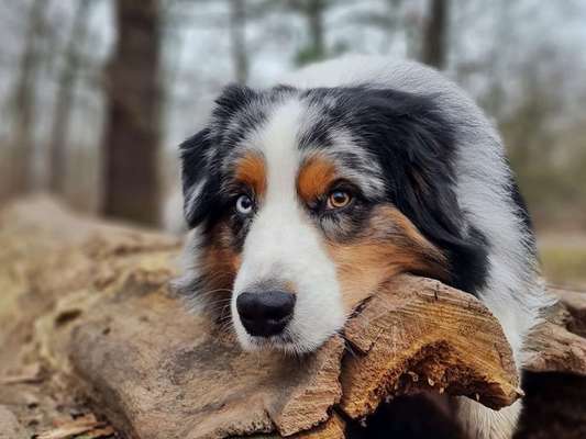 Dogorama Photo Challenge - Hundeblick zum hinschmelzen-Beitrag-Bild