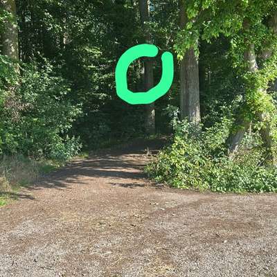 Giftköder-Eichenprozessionsspinner-Bild