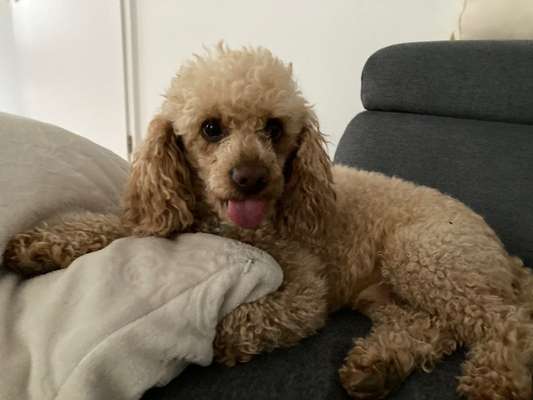 Tongue Out Tuesday-Beitrag-Bild