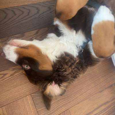 Hundetreffen-Welpentreffen in Kladow