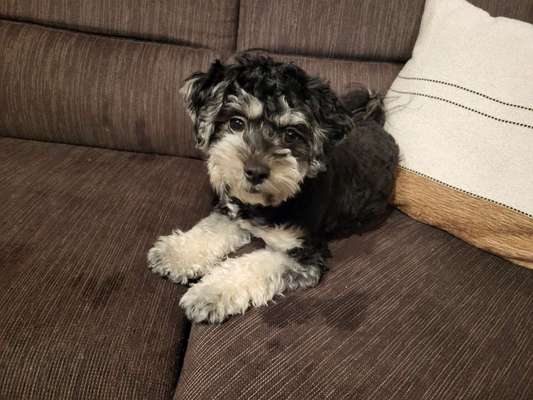 Maltipoo Freunde-Beitrag-Bild